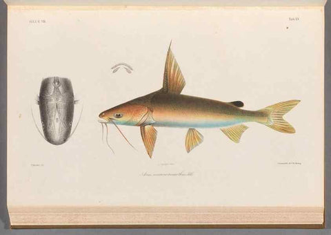 Reproducción/Reproduction 48908118753: Atlas ichthyologique des Indes orientales néêrlandaises :. Amsterdam :Frédéric Muller, editeur,1862-1878. 