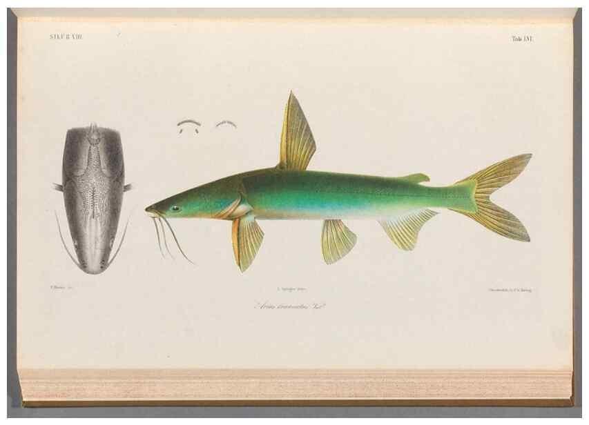Reproducción/Reproduction 48908650061: Atlas ichthyologique des Indes orientales néêrlandaises :. Amsterdam :Frédéric Muller, editeur,1862-1878. 