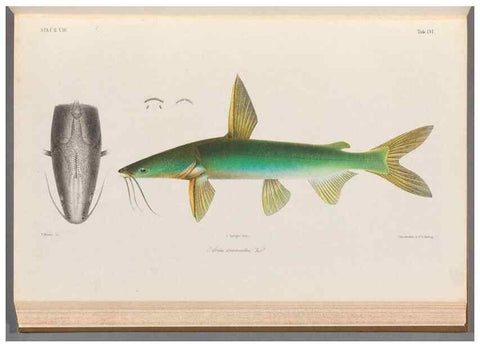 Reproducción/Reproduction 48908650061: Atlas ichthyologique des Indes orientales néêrlandaises :. Amsterdam :Frédéric Muller, editeur,1862-1878. 
