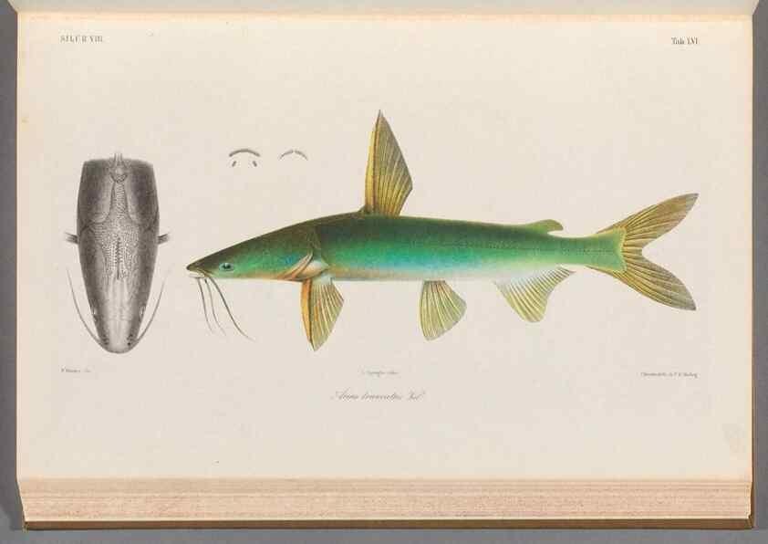 Reproducción/Reproduction 48908650061: Atlas ichthyologique des Indes orientales néêrlandaises :. Amsterdam :Frédéric Muller, editeur,1862-1878. 