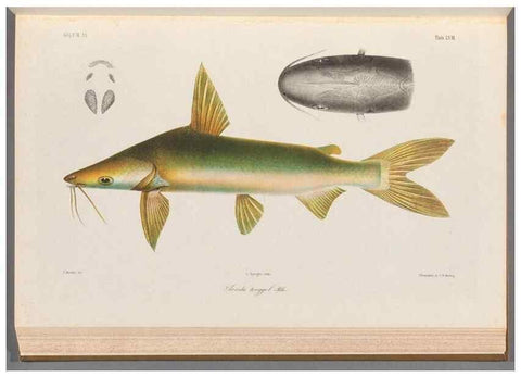 Reproducción/Reproduction 48908119378: Atlas ichthyologique des Indes orientales néêrlandaises :. Amsterdam :Frédéric Muller, editeur,1862-1878. 