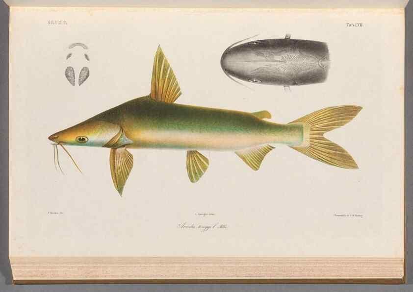 Reproducción/Reproduction 48908119378: Atlas ichthyologique des Indes orientales néêrlandaises :. Amsterdam :Frédéric Muller, editeur,1862-1878. 