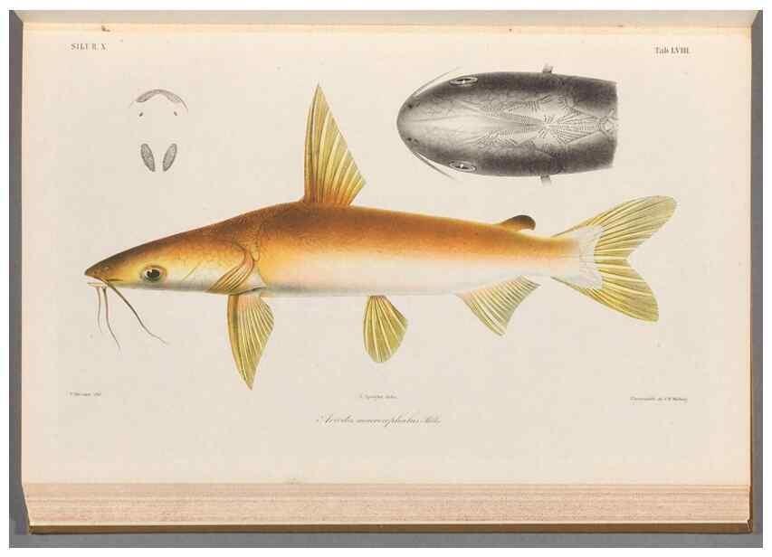 Reproducción/Reproduction 48908119638: Atlas ichthyologique des Indes orientales néêrlandaises :. Amsterdam :Frédéric Muller, editeur,1862-1878. 