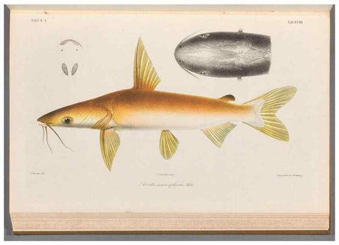 Reproducción/Reproduction 48908119638: Atlas ichthyologique des Indes orientales néêrlandaises :. Amsterdam :Frédéric Muller, editeur,1862-1878. 