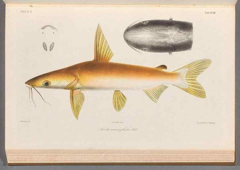 Reproducción/Reproduction 48908119638: Atlas ichthyologique des Indes orientales néêrlandaises :. Amsterdam :Frédéric Muller, editeur,1862-1878. 