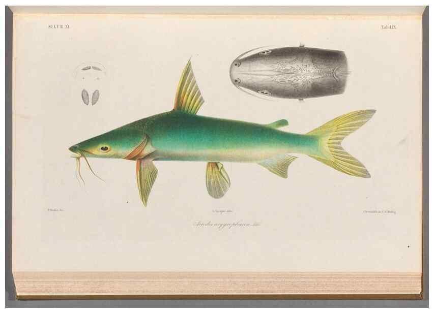 Reproducción/Reproduction 48908119928: Atlas ichthyologique des Indes orientales néêrlandaises :. Amsterdam :Frédéric Muller, editeur,1862-1878. 