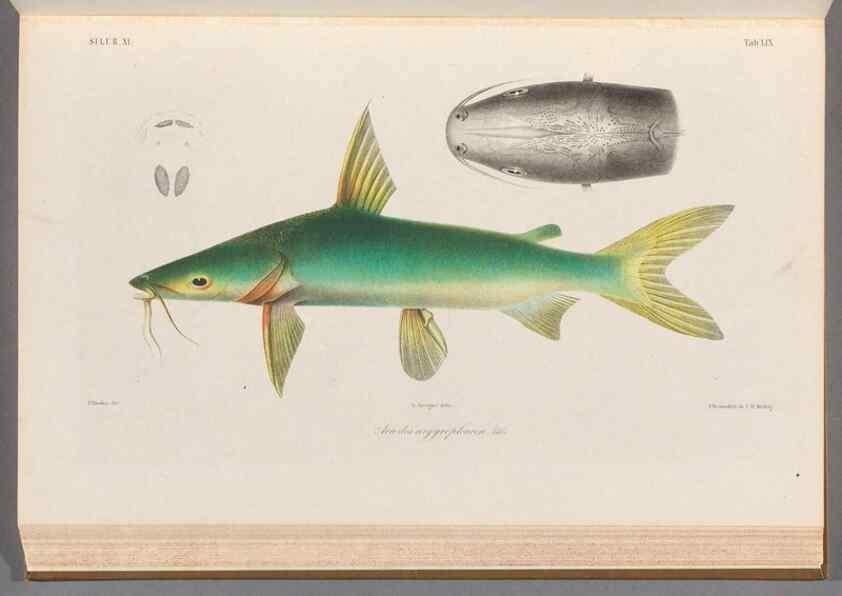 Reproducción/Reproduction 48908119928: Atlas ichthyologique des Indes orientales néêrlandaises :. Amsterdam :Frédéric Muller, editeur,1862-1878. 