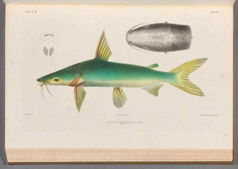 Reproducción/Reproduction 48908119928: Atlas ichthyologique des Indes orientales néêrlandaises :. Amsterdam :Frédéric Muller, editeur,1862-1878. 