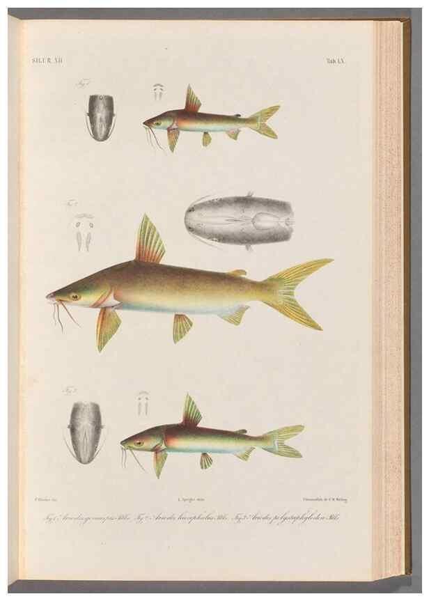 Reproducción/Reproduction 48908856717: Atlas ichthyologique des Indes orientales néêrlandaises :. Amsterdam :Frédéric Muller, editeur,1862-1878. 