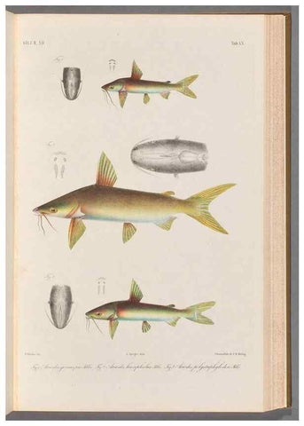Reproducción/Reproduction 48908856717: Atlas ichthyologique des Indes orientales néêrlandaises :. Amsterdam :Frédéric Muller, editeur,1862-1878. 