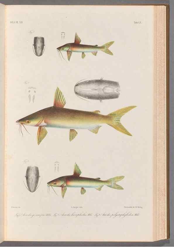 Reproducción/Reproduction 48908856717: Atlas ichthyologique des Indes orientales néêrlandaises :. Amsterdam :Frédéric Muller, editeur,1862-1878. 