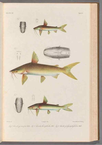 Reproducción/Reproduction 48908856717: Atlas ichthyologique des Indes orientales néêrlandaises :. Amsterdam :Frédéric Muller, editeur,1862-1878. 