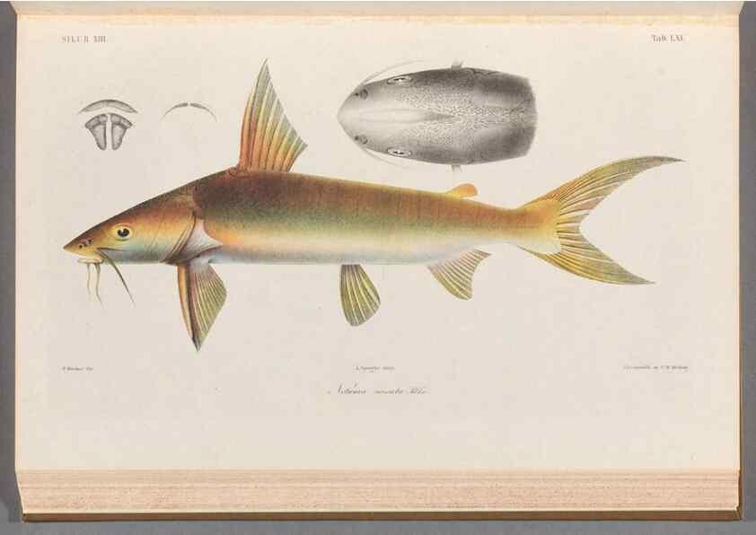 Reproducción/Reproduction 48908672751: Atlas ichthyologique des Indes orientales néêrlandaises :. Amsterdam :Frédéric Muller, editeur,1862-1878. 