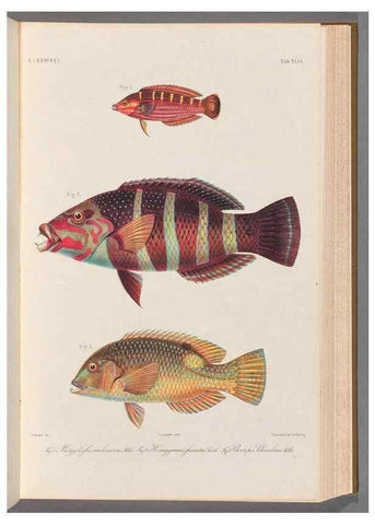 Reproducción/Reproduction 48908852197: Atlas ichthyologique des Indes orientales néêrlandaises :. Amsterdam :Frédéric Muller, editeur,1862-1878. 