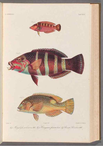Reproducción/Reproduction 48908852197: Atlas ichthyologique des Indes orientales néêrlandaises :. Amsterdam :Frédéric Muller, editeur,1862-1878. 