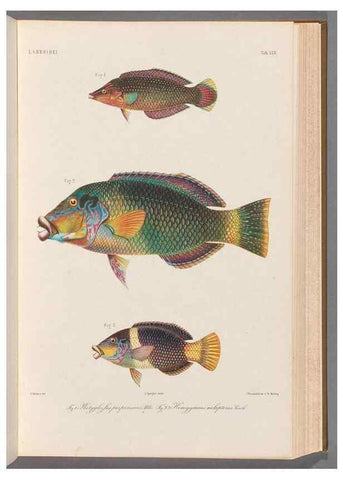 Reproducción/Reproduction 48908115448: Atlas ichthyologique des Indes orientales néêrlandaises :. Amsterdam :Frédéric Muller, editeur,1862-1878. 