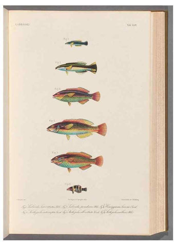 Reproducción/Reproduction 48908851487: Atlas ichthyologique des Indes orientales néêrlandaises :. Amsterdam :Frédéric Muller, editeur,1862-1878. 