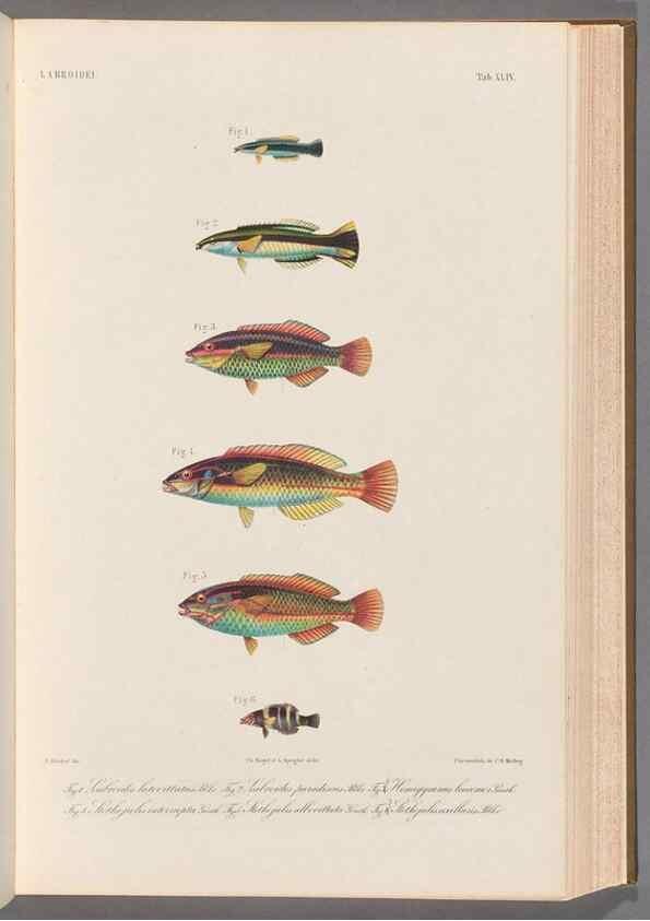 Reproducción/Reproduction 48908851487: Atlas ichthyologique des Indes orientales néêrlandaises :. Amsterdam :Frédéric Muller, editeur,1862-1878. 