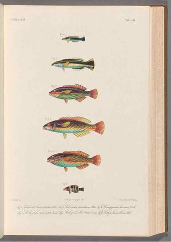 Reproducción/Reproduction 48908851487: Atlas ichthyologique des Indes orientales néêrlandaises :. Amsterdam :Frédéric Muller, editeur,1862-1878. 
