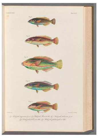 Reproducción/Reproduction 48908114743: Atlas ichthyologique des Indes orientales néêrlandaises :. Amsterdam :Frédéric Muller, editeur,1862-1878. 