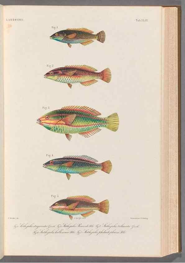 Reproducción/Reproduction 48908114743: Atlas ichthyologique des Indes orientales néêrlandaises :. Amsterdam :Frédéric Muller, editeur,1862-1878. 