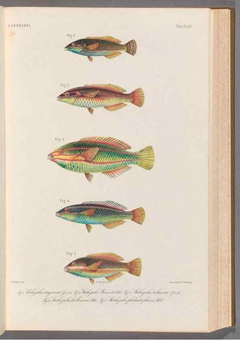 Reproducción/Reproduction 48908114743: Atlas ichthyologique des Indes orientales néêrlandaises :. Amsterdam :Frédéric Muller, editeur,1862-1878. 
