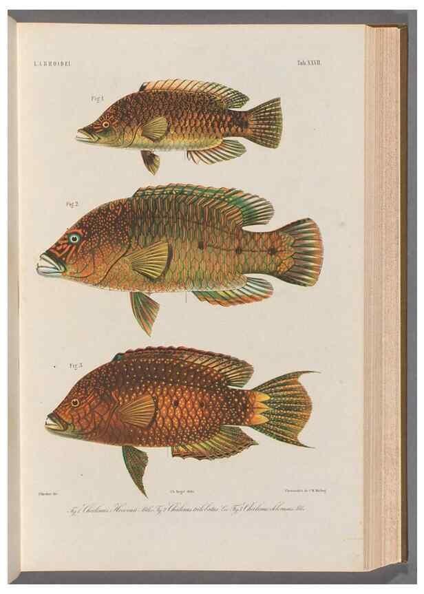 Reproducción/Reproduction 48908099798: Atlas ichthyologique des Indes orientales néêrlandaises :. Amsterdam :Frédéric Muller, editeur,1862-1878. 