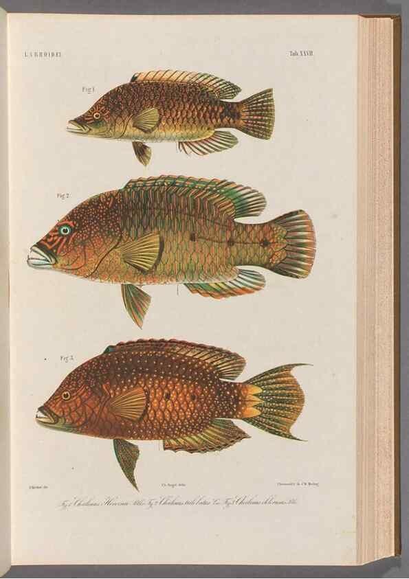 Reproducción/Reproduction 48908099798: Atlas ichthyologique des Indes orientales néêrlandaises :. Amsterdam :Frédéric Muller, editeur,1862-1878. 