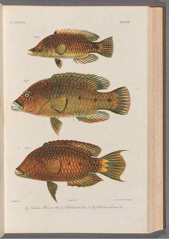 Reproducción/Reproduction 48908099798: Atlas ichthyologique des Indes orientales néêrlandaises :. Amsterdam :Frédéric Muller, editeur,1862-1878. 
