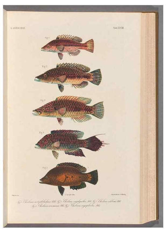 Reproducción/Reproduction 48908100123: Atlas ichthyologique des Indes orientales néêrlandaises :. Amsterdam :Frédéric Muller, editeur,1862-1878. 