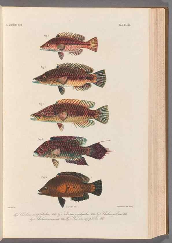Reproducción/Reproduction 48908100123: Atlas ichthyologique des Indes orientales néêrlandaises :. Amsterdam :Frédéric Muller, editeur,1862-1878. 