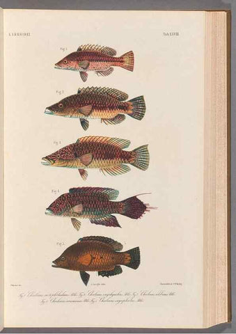 Reproducción/Reproduction 48908100123: Atlas ichthyologique des Indes orientales néêrlandaises :. Amsterdam :Frédéric Muller, editeur,1862-1878. 