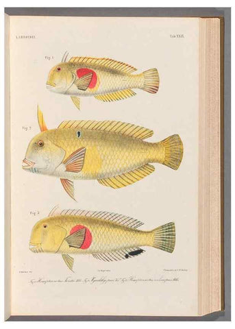 Reproducción/Reproduction 48908836162: Atlas ichthyologique des Indes orientales néêrlandaises :. Amsterdam :Frédéric Muller, editeur,1862-1878. 