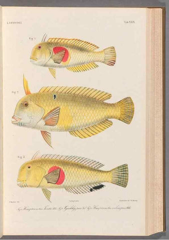 Reproducción/Reproduction 48908836162: Atlas ichthyologique des Indes orientales néêrlandaises :. Amsterdam :Frédéric Muller, editeur,1862-1878. 