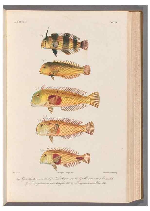 Reproducción/Reproduction 48908100703: Atlas ichthyologique des Indes orientales néêrlandaises :. Amsterdam :Frédéric Muller, editeur,1862-1878. 