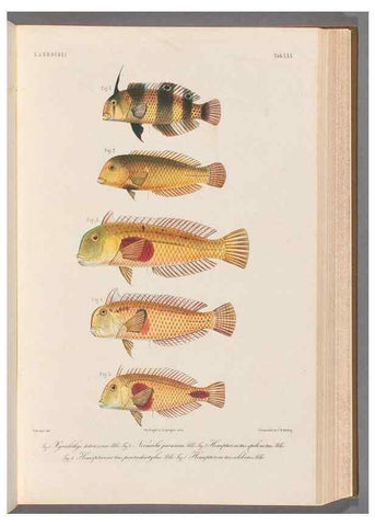 Reproducción/Reproduction 48908100703: Atlas ichthyologique des Indes orientales néêrlandaises :. Amsterdam :Frédéric Muller, editeur,1862-1878. 