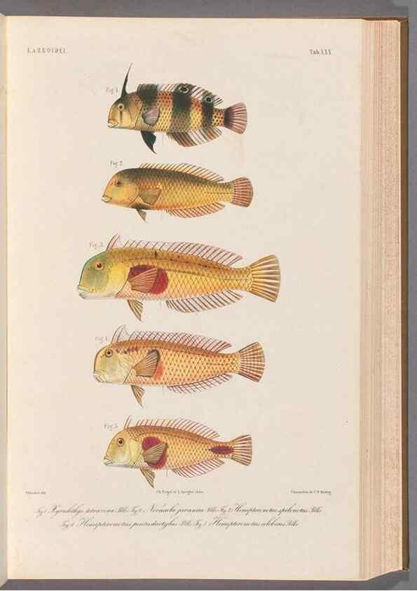 Reproducción/Reproduction 48908100703: Atlas ichthyologique des Indes orientales néêrlandaises :. Amsterdam :Frédéric Muller, editeur,1862-1878. 