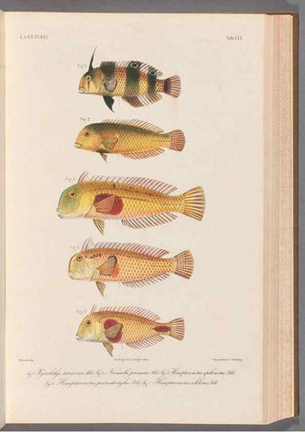 Reproducción/Reproduction 48908100703: Atlas ichthyologique des Indes orientales néêrlandaises :. Amsterdam :Frédéric Muller, editeur,1862-1878. 