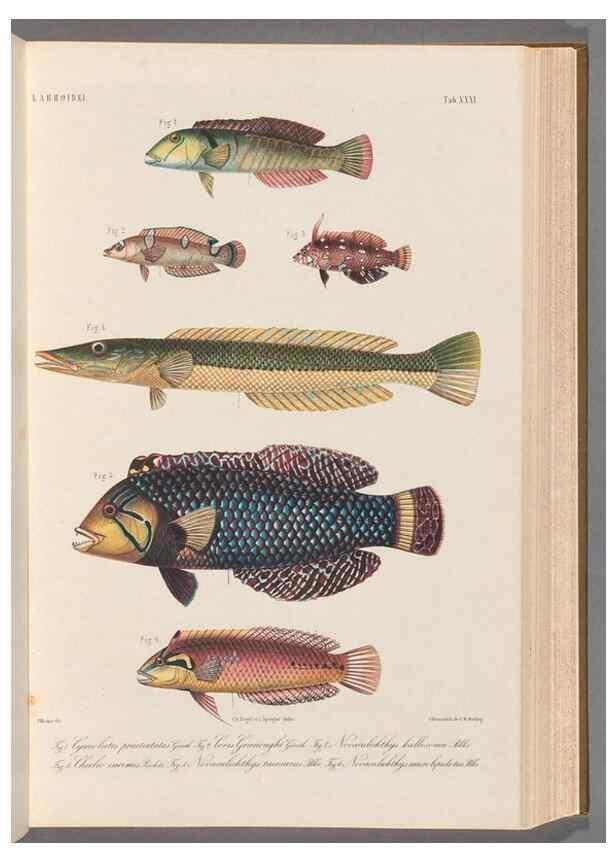 Reproducción/Reproduction 48908641966: Atlas ichthyologique des Indes orientales néêrlandaises :. Amsterdam :Frédéric Muller, editeur,1862-1878. 