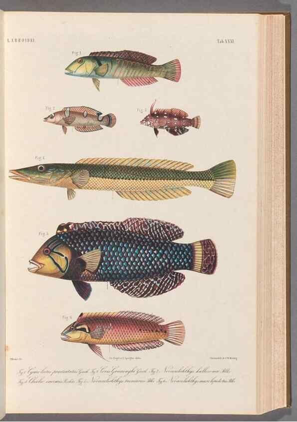 Reproducción/Reproduction 48908641966: Atlas ichthyologique des Indes orientales néêrlandaises :. Amsterdam :Frédéric Muller, editeur,1862-1878. 