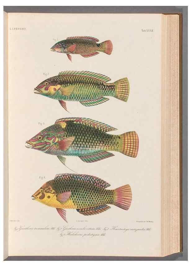 Reproducción/Reproduction 48908847482: Atlas ichthyologique des Indes orientales néêrlandaises :. Amsterdam :Frédéric Muller, editeur,1862-1878. 