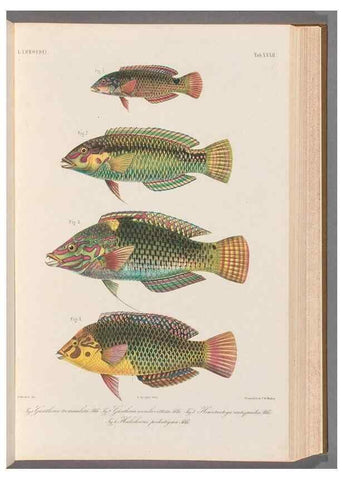 Reproducción/Reproduction 48908847482: Atlas ichthyologique des Indes orientales néêrlandaises :. Amsterdam :Frédéric Muller, editeur,1862-1878. 