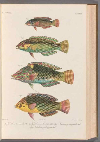 Reproducción/Reproduction 48908847482: Atlas ichthyologique des Indes orientales néêrlandaises :. Amsterdam :Frédéric Muller, editeur,1862-1878. 