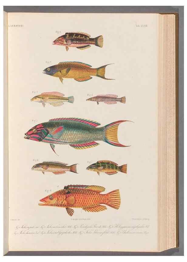 Reproducción/Reproduction 48908642706: Atlas ichthyologique des Indes orientales néêrlandaises :. Amsterdam :Frédéric Muller, editeur,1862-1878. 