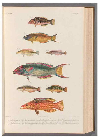 Reproducción/Reproduction 48908642706: Atlas ichthyologique des Indes orientales néêrlandaises :. Amsterdam :Frédéric Muller, editeur,1862-1878. 