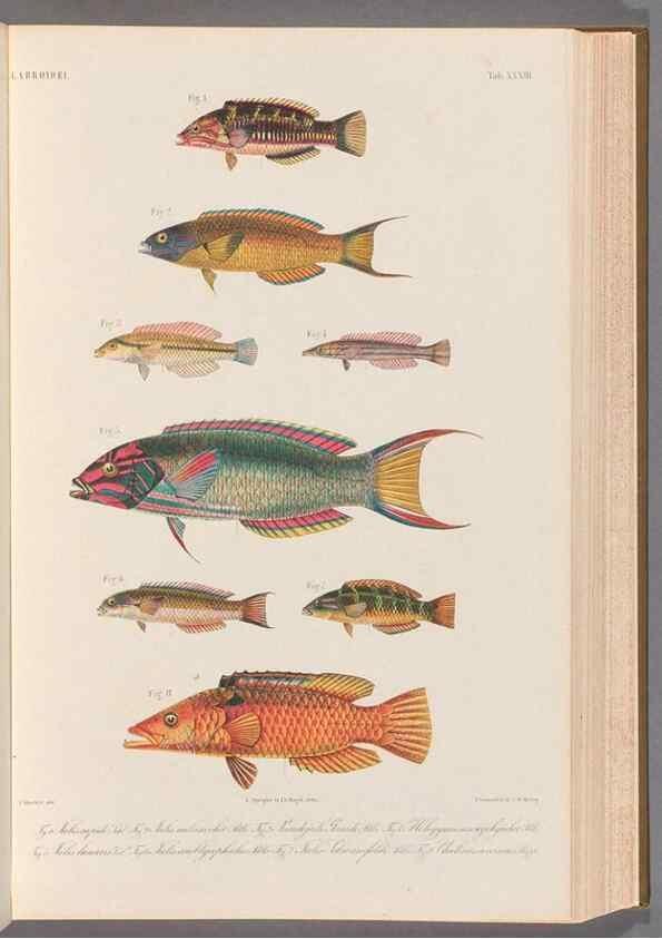 Reproducción/Reproduction 48908642706: Atlas ichthyologique des Indes orientales néêrlandaises :. Amsterdam :Frédéric Muller, editeur,1862-1878. 