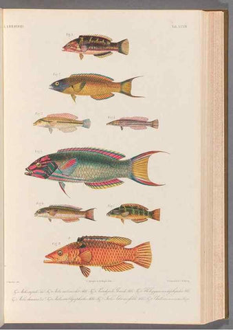 Reproducción/Reproduction 48908642706: Atlas ichthyologique des Indes orientales néêrlandaises :. Amsterdam :Frédéric Muller, editeur,1862-1878. 