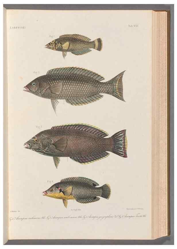 Reproducción/Reproduction 48908834882: Atlas ichthyologique des Indes orientales néêrlandaises :. Amsterdam :Frédéric Muller, editeur,1862-1878. 