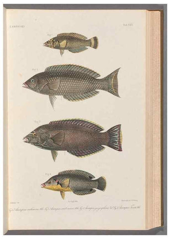 Reproducción/Reproduction 48908834882: Atlas ichthyologique des Indes orientales néêrlandaises :. Amsterdam :Frédéric Muller, editeur,1862-1878. 