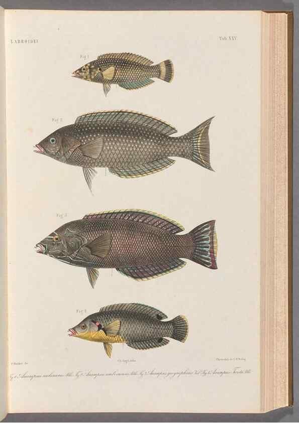 Reproducción/Reproduction 48908834882: Atlas ichthyologique des Indes orientales néêrlandaises :. Amsterdam :Frédéric Muller, editeur,1862-1878. 